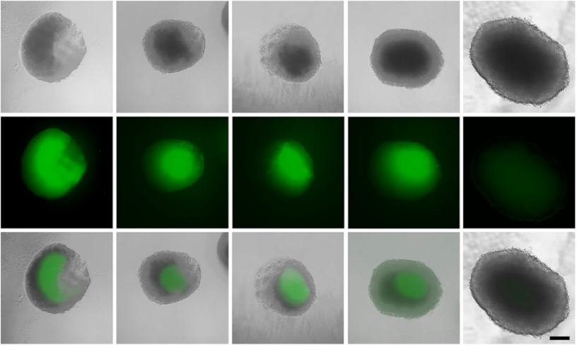 Decorative image of microscopy from paper