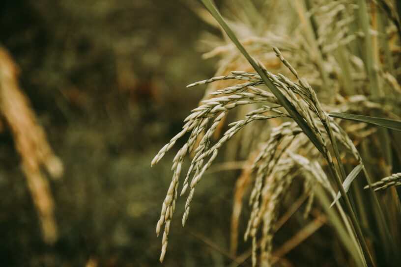 Paddy field