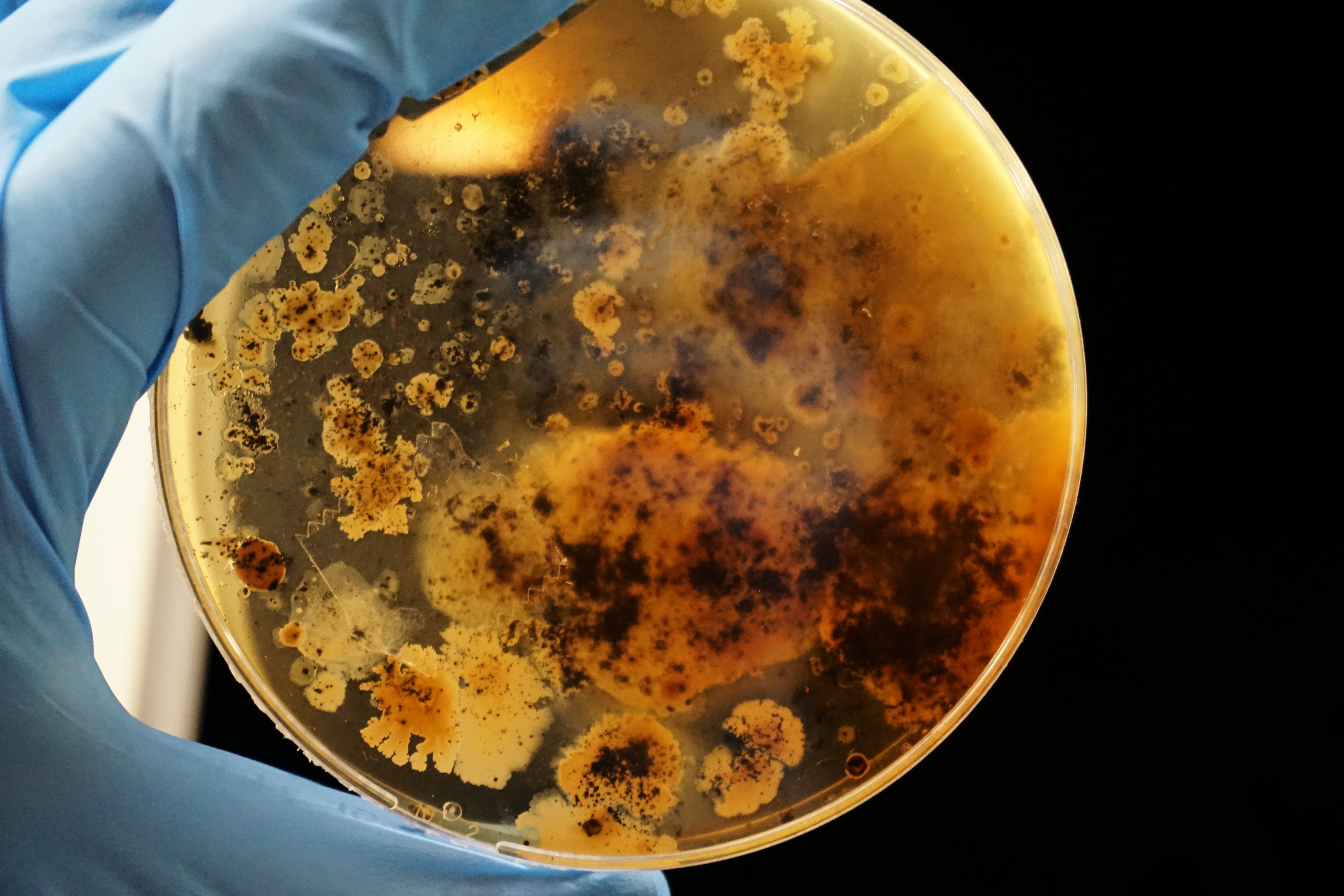 Petri dish of growing bacterial colonies