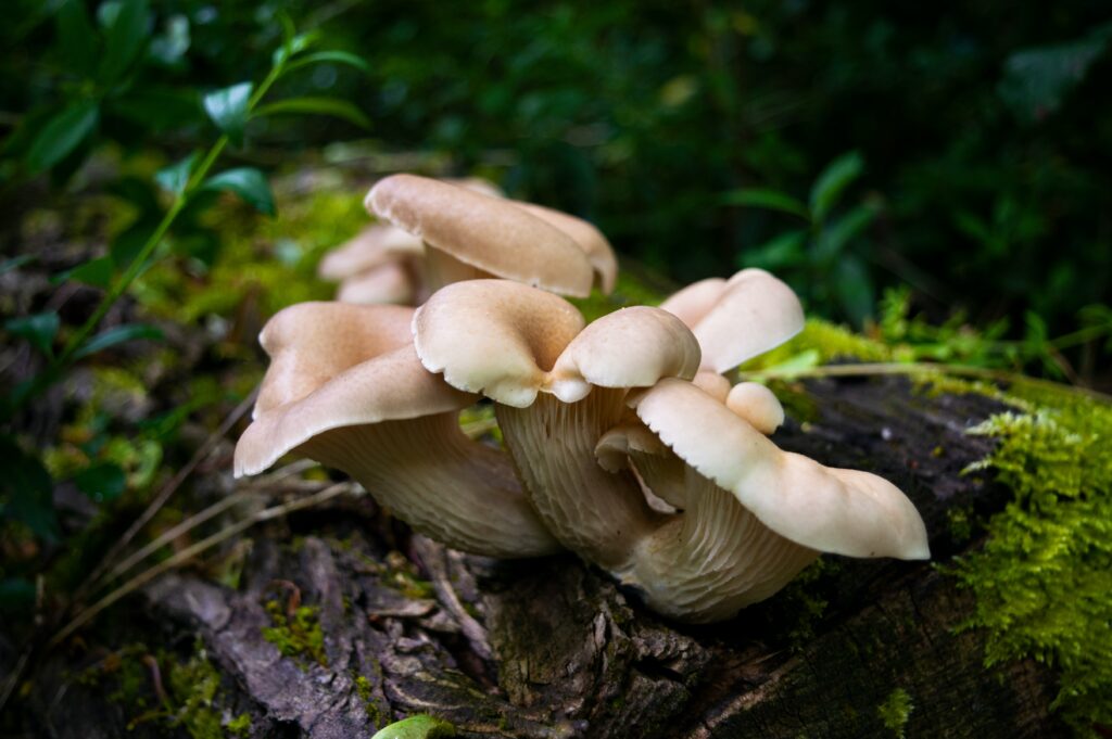 Cluster of mushrooms growing from a mossy log