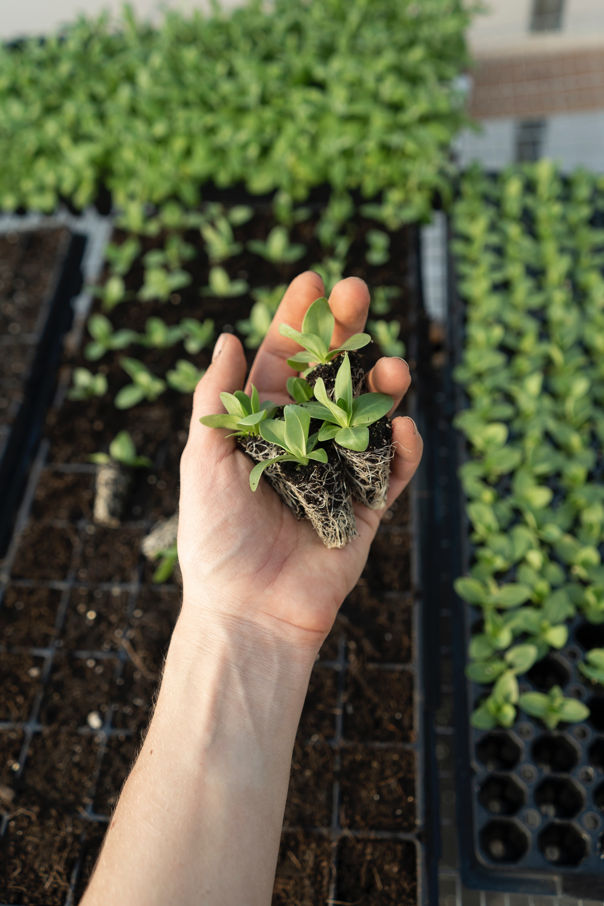 A hand holding a few seed starters in front of many seed starters