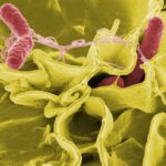 Salmonella bacteria